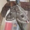 e205