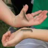 e41