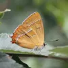 e461